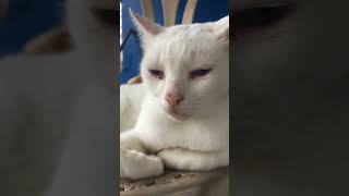 Cat ASMR Cat Purrs at YOU asmr catasmr fypシ゚viral fyp asmr [upl. by Etsyrk]