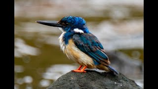 Birding in the Western Cape  Halfcollared Kingfisher [upl. by Niamrahc]