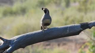 California Quail calling [upl. by Baily452]