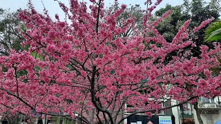 PLANTOUR EN BUSCA DEL CEREZO JAPONESSAKURA EN LIMA [upl. by Ydnew]