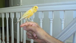 Canary singing on my hand [upl. by Stolzer484]