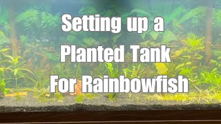 Setting Up a Planted Tank for Rainbowfish [upl. by Romelle]