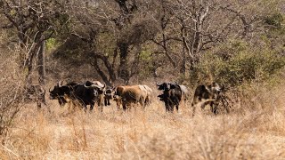 Central African Savannah Buffalo at Zakouma National Park  Chad [upl. by Edlihtam796]