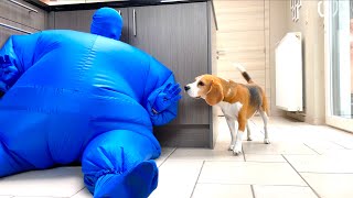 Dogs Dances wBlue Chub Suit Man  Funny Dog Louie [upl. by Neeleuqcaj]