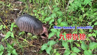 九带犰狳 Nine banded armadillo [upl. by Eednarb753]