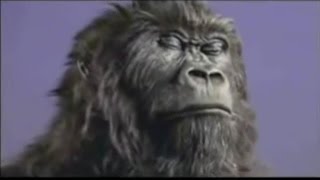 Cadbury Gorilla  In The Air Tonight Extended Mix wo frames [upl. by Suirauqram801]