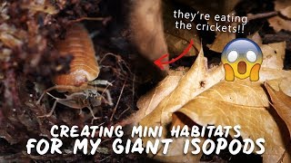 THEYVE TAKEN OVER Creating Mini Habitats For My Giant Isopods [upl. by Chara]