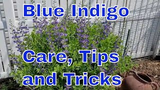 How to Care for an Indigo Baptisia  False Indigo  Blue Dye Indigo  Spring and Summer Indigo Care [upl. by Otes]