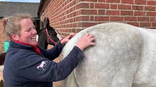 Core Stability Reflex Exercises for Horses [upl. by Surbeck]