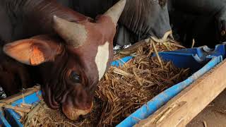 Cattle feedlot by hamiisi semanda uganda 256773343283 [upl. by Annahsat]