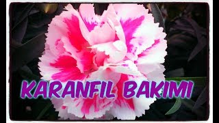 KARANFİL BAKIMI Dianthus Caryophyllus [upl. by Sorrows996]