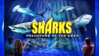 Zoo Tours SHARKS Predators of the Deep  Georgia Aquarium [upl. by Utta]