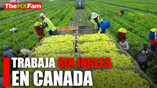 Trabaja en CANADA SIN INGLÉS Vacantes en granjas 17 x hora [upl. by Murdoch]