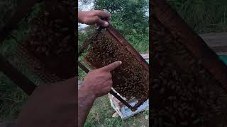 honey bees farming business [upl. by Barron]