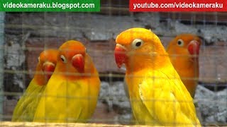 2 Hours Lovebird Sounds Aviary Series V4  High Quality Audio Live Recording [upl. by Leizar608]