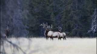 Bull Elk Shedding An Antler [upl. by Oznola]