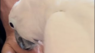 Athena Accosted Me 😱 birds cute cockatoos birdslover fyp talkingparrot cockatoo nature [upl. by Jeritah902]