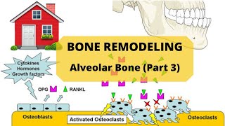 BONE REMODELING  Alveolar Bone Part 3 [upl. by Eitsrik]