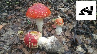 Muchomor czerwony Amanita muscaria Jaworzno [upl. by Annnora]