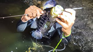 Pescando GUAPOTES GIGANTES Con Arpon [upl. by Cr]