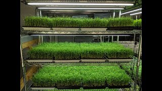 Professional Microgreens Setup [upl. by Catrina]