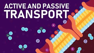 Plant Nutrition and Transport O level Biology [upl. by Linea]