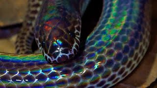 Sunbeam Snake Singapore Snakes [upl. by Nomed360]