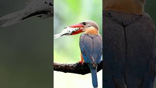 fresh fising when storkbilled kingfisher catching big fish [upl. by Deste]