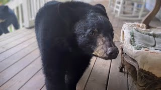 Bear Lola and Cubs — As Curious As Ever [upl. by Linea]