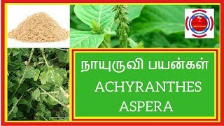 நாயுருவி பயன்கள்Achyranthes aspera [upl. by Aehtna]