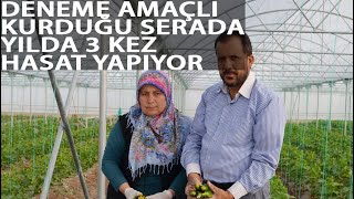 Anadolu’nun Bozkırında Kurduğu Serada Yılda 3 Kez Hasat Yapıyor [upl. by Terryl]