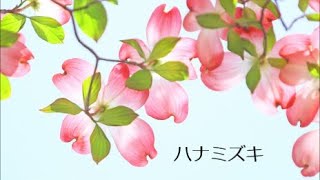 「ハナミズキ」畠山実桜クロマティック・ハーモニカ [upl. by Eener]