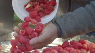 Driscoll’s Raspberries  Pursuit of Flavor [upl. by Alphard]