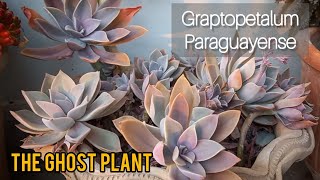 Graptopetalum paraguayense  How To Care For Graptopetalum paraguayense  Ghost Plant succulent [upl. by Amek]