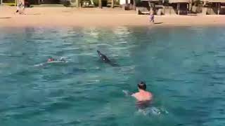 Dolphins  Palm Royale Resort Soma Bay [upl. by Hannibal]