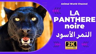 La panthère noire Panthera pardus [upl. by Tiffanie673]