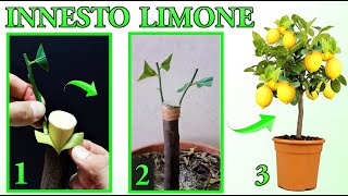 INNESTO LIMONE FACILISSIMO DA ESEGUIRE tutti i passaggi  lemon tree citron planta de limon [upl. by Bobbye64]