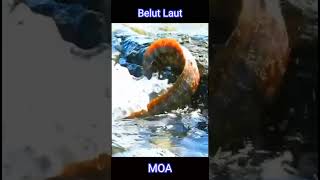 Belut Laut shotrs [upl. by Atnod]