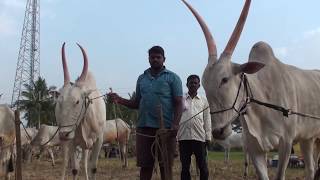 Cattle fairs in Mysore region [upl. by Itagaki782]