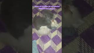 Persian cat kitten for sale hyderabad hyderabad 8309221227 [upl. by Elolcin]