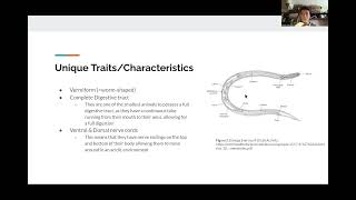 Lab 7 Protostomes Video  BIOL 112 [upl. by Virg]