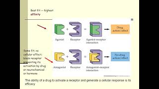 Lecture 4 Pharmacodynamics [upl. by Emor84]