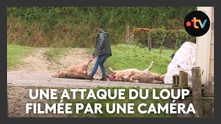 Une nouvelle attaque du loup en Meuse  la caméra filme la scène [upl. by Yecies277]