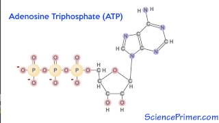 ATP as an energy molecule [upl. by Henson]