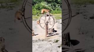 monkey video  monkey  bandar  monkey magic  funny manki comedy video  monkey video shorts [upl. by Thorsten280]