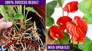 EASIEST Way To Propagate Anthurium Plant [upl. by Dranrev]