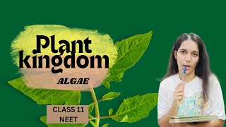 ALGAE  PLANT KINGDOM CLASS 11 NEET [upl. by Acinnor114]