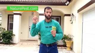 How To Control Ghost Ants Those Tiny Little Ants  Call 7862227069 [upl. by Saville640]