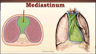 Anatomy of the mediastinum and pericardium CVS Module 1 [upl. by Lantha562]