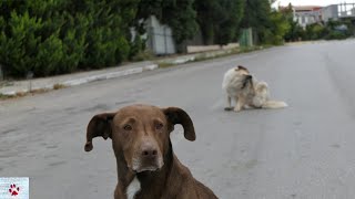 I spent a month around a pack of stray dogs  this is what I learned [upl. by Ennayelhsa]